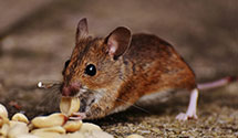 24 Hour & Emergency Exterminators in Cheyney, PA